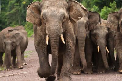 کوچک‌ترین فیل جهان در معرض خطر انقراض است - زومیت