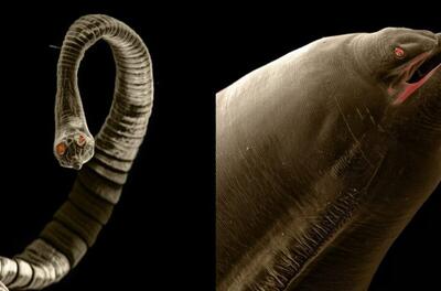 این کرم‌های انگلی می‌توانند داخل بدن حیوانات خانگی زندگی کنند(+عکس)