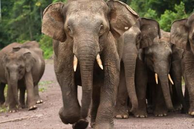 کوچک‌ترین فیل جهان در معرض خطر انقراض است