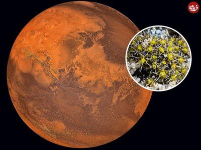 شناسایی گیاهی که شاید بتواند روی مریخ رشد کند