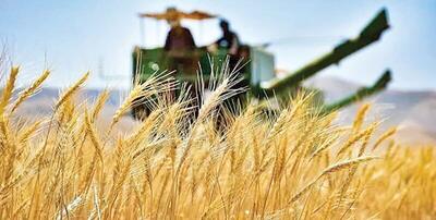 پیش‌بینی خرید تضمینی بیش از ۶۰۰ هزار تن گندم از کشاورزان همدان