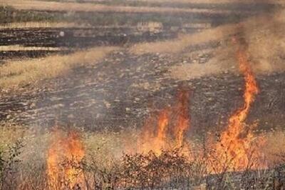 افراد خاطی در آتش‌سوزی مزارع به مراجع قضایی معرفی می‌شوند