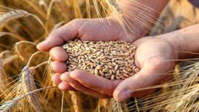 افزایش میزان برداشت گندم در باشت