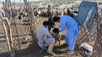 گروه‌های جهادی دامپزشکی به ۱۵۶ روستای سیستان و بلوچستان اعزام شدند