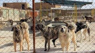 پیشرفت ۹۰ درصدی مرکز نگهداری سگ‌های بلاصاحب در زرند