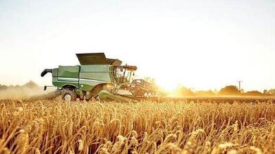 پیش‌بینی تولید بیش از ۱۰۰ هزار تن گندم در چهارمحال و بختیاری