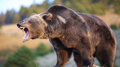 خرس چوپان ۶۰ ساله را زخمی کرد