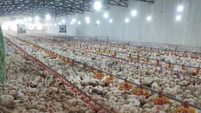 تولید ۳۸۰ تن گوشت مرغ در تفتان