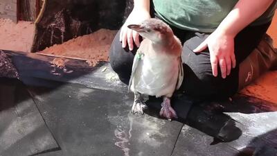 فیلم| اولین جلسه آموزش شنا به جوجه پنگوئن‌های هومبولت