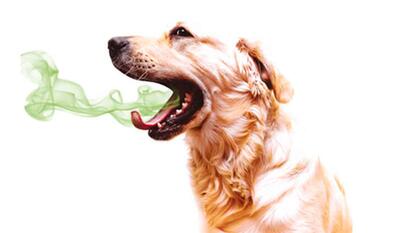 علت بوی بد سگ چیست؟