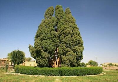 از تک‌ درخت‌ های مشهور ایران چه می دانید؟ (+عکس)