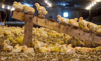 بایسته‌های  رونق صادرات مرغ به بازارهای جهانی/