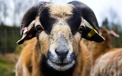 (تصاویر) «کوتوله کامرونی»؛ گوسفندی که پشم ندارد و پشت سرش را می‌بیند!