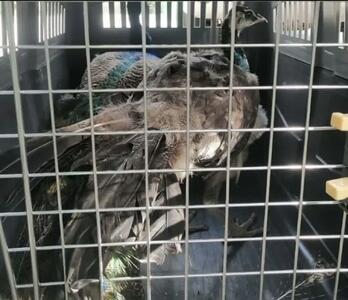 نجات 2 طاووس رها شده در روستای فیروزآباد