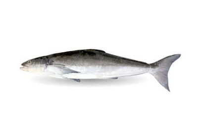 تکثیر ماهی سوکلا در هرمزگان بومی‌سازی شد