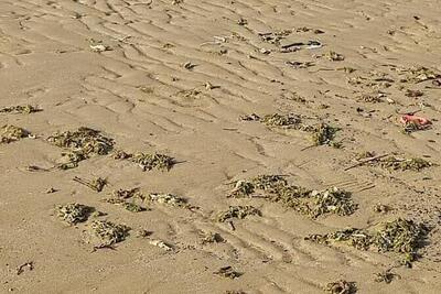 آلودگی نفتی در ساحل گناوه مشاهده نشد/ تصاویر مربوط به جلبک‌ها است