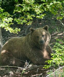 استراحت خرس قهوه‌ای بزرگ در ارتفاعات مازندران