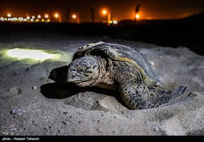 آغاز تخم‌گذاری لاک‌پشت‌های سبز در سواحل سیستان و بلوچستان - تسنیم