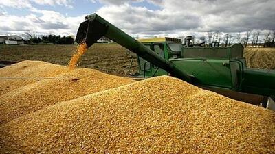 خرید ۲۰ هزار تن گندم از کشاورزان استان قزوین