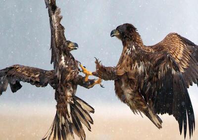 ویدئو| فیلمی خارق‌العاده از نبرد دو عقاب در دل آسمان