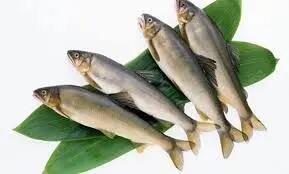 کدام ماهی در دوران بارداری مصرف شود؟