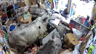 فیلم| ویرانگری دو گاو فراری در یک فروشگاه