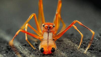 عنکبوت مورچه‌ نما ؛ یک کلاهبردار حرفه ای در دنیای حشرات! (عکس)