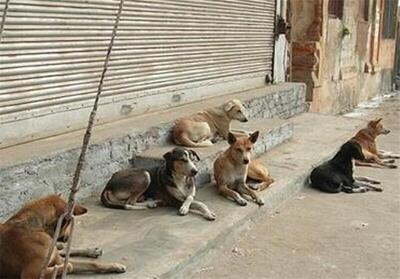 پارسایی: سگ‌های بلاصاحب صدرا ساماندهی می‌شوند