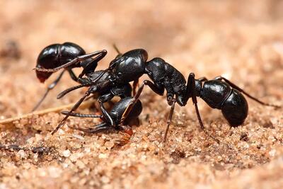 یک کشف عجیب درباره مورچه ها: جراحی قطع عضو و درمان جراحات همنوعان