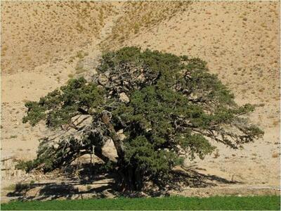 (تصاویر) از تک‌ درخت‌ های مشهور ایران چه می دانید؟