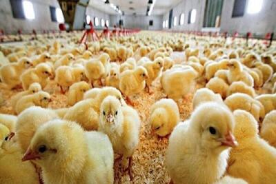 ️افزایش ۶۰ درصدی جوجه ریزی در یزد/ یزدیها نگران تامین گوشت مرغ نباشند