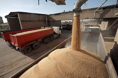 پیش‌بینی خرید بیش از ۳۰۰ هزار تن گندم توسط شبکه تعاون روستایی همدان