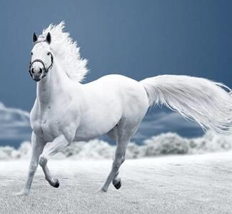 با بلندترین و عجیب ترین اسب تاریخ آشنا شوید