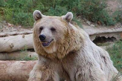 زنده‌‌گیری خرس قهوه‌ای در شهرستان اقلید