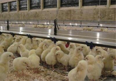 افزایش 60 درصدی جوجه‌ریزی در یزد/ نگرانی تامین مرغ نیستیم - تسنیم