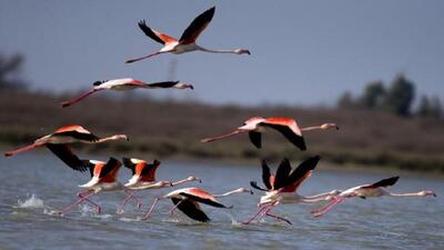 تابستان گذرانی ۴۰ گونه پرنده در تالاب گندمان