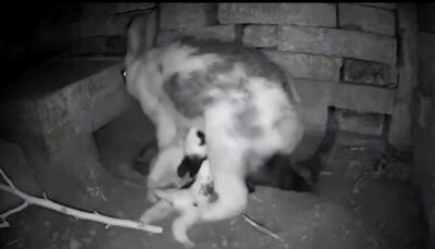 (ویدئو) ببینید خرگوش مادر چگونه بچه‌های خود را مخفی می‌کند