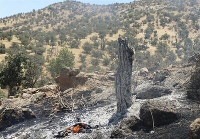 آتش‌سوزی ۲۶۰۰ هکتار از جنگل‌های لرستان/ شناسایی ۲۳ مظنون