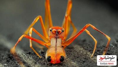 (عکس) نزدیک ترین تصویر عنکبوت مورچه نما / یک کلاهبردار حرفه‌ای در دنیای حشرات!