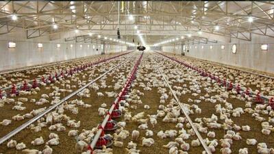 تولید ۱هزار و ۷۸ تن گوشت مرغ در زاهدان