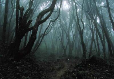 جنگل هویا باچو یک ماجراجویی ترسناک در دل طبیعت!