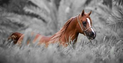 اسب «کُرد» زیباترین اسب ایران؛ کدام اسب کُردی بهتر است؛ جاف، افشاری یا سنجابی؟! (+عکس)