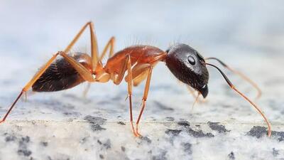 نوعی از مورچه‌ها قادر به جراحی قطع عضو و نجات جان همنوعانشان هستند