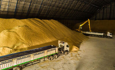 تولید غلات جهان رکود زد / رشد قیمت جهانی شکر