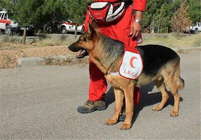 تداوم اجرای پروژه تربیت و آموزش سگ‌های جدید ردیاب هلال احمر
