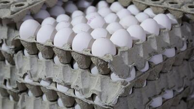 ارزآوری صادرات تخم مرغ ۵ تا ۶ برابر افزایش می‌یابد