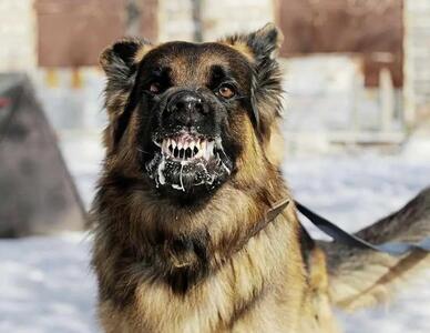 سگ‌ها عامل ۸۴ درصد حیوان گزیدگی در کردستان