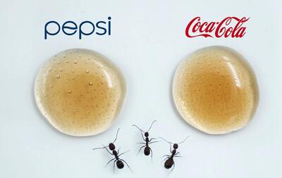 پپسی یا کوکاکولا، مورچه ها کدام یک را بیشتر دوست دارند؟!