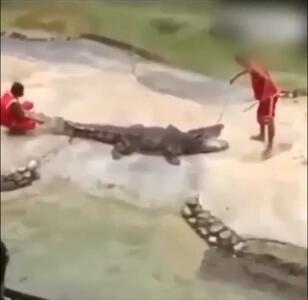 ویدیویی ناراحت کننده از گرفتار شدن سر مرد نگهبان در میان دندان‌های تمساح خشمگین