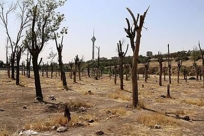 کاشت ۵۰ هزار درخت در بوستان چیتگر تا پایان ۱۴۰۳